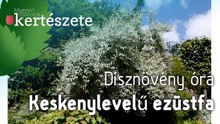 Dísznövény óra: Elaeagnus angustifolia - Keskenylevelű Ezüstfa - Növényismeret