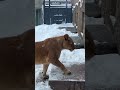 2025.1.31 えッ‼️😮イトちゃん飼育員さんが出入りするドア🚪のノブをガチャガチャ🤣どうして分かるの 賢すぎる😆 円山動物園 ライオン イト 糸