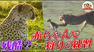 【野生のリアル】チーターの子どもがトムソンガゼルの赤ちゃんで狩りの練習！その時ガゼルの母親は…【どうぶつ奇想天外／WAKUWAKU】