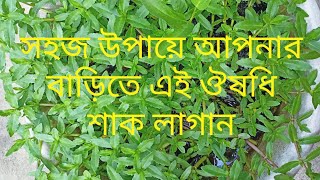 হেলেঞ্চা শাক চাষের সহজ উপায় ও উপকারিতা( how to grow helencha herb and it's benefit)