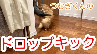 【猫】つむぎくんドロップキック・・・見たくないですか？【かぎしっぽすず\u0026つむぎ】