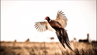 Pheasant Hunting Tips