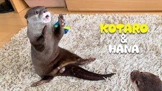 カワウソコタローとハナ　１日中おもしろい動きをするキュートなコタロー　Otter Kotaro\u0026Hana Life is Like a Play