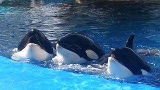 シャチのお遊びタイム1　Orca is the time a play1 名古屋港水族館 Japan