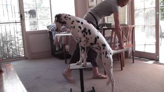 Pippa trick training - balance