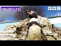 Penguin in bid to become world champion | Newsround