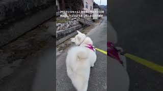 【今日のシロちゃん】我が家の秋田犬シロ(悠真)Akita 🐕２０２５年１月１９日夕方散歩