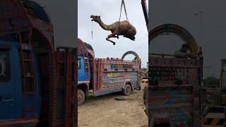 Camel loading in truck #shortvideo #camel #yt #camells #camelloading #smalltruck #lighttruck