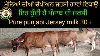 3 Jersey cow for sale, Punjab Breed, ਮੇਲਿਆਂ ਦੀਆਂ ਚੈਂਪੀਅਨ ਜਰਸੀ ਗਾਵਾਂ ਵਿਕਾਊ