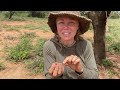 Eating Black mamba and wild honey from stinging bees A Hadza Documentary
