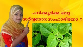 PANIKOORKA,INDIAN BORAGE  HEALTH TIPS, BENEFITS MALAYALAM. പനിക്കൂർക്ക ഔഷധ ഗുണങ്ങൾ