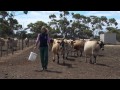 Joanne Coombe - The Faculty of Veterinary Science - University of Melbourne