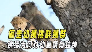 动物界“人贩子”狒狒，偷走狮子幼崽挑衅狮群，却遭狮子疯狂报复