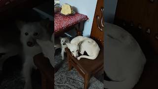 మేము తింటే మీరు తిన్నటు కాదా అక్కా 🤪 #dog #doglover #dogvideos #shorts #ytshorts #pomeranian #pets