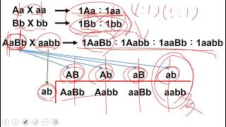 [遺傳學考前概念]自由分配律獨立分配律不只在減數分裂形成配子，也在受精形成合子(一恭)