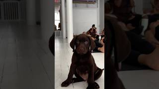 POV: Puppy Yoga with Labrador Puppies 🥹🤍