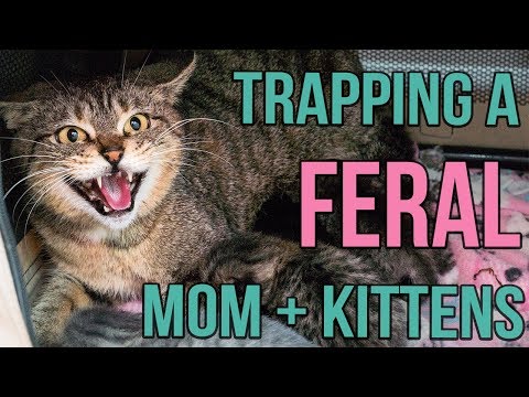 Reuniting a Feral Cat and Her Kittens! Reuniting a Feral Cat and Her Kittens!