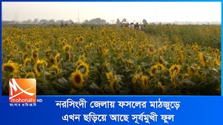 নরসিংদী জেলায় ফসলের মাঠজুড়ে এখন ছড়িয়ে আছে সূর্যমুখী ফুল |  Sun Flower | Mohona TV