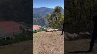 牧羊犬趕羊 Shepherd dog is doing his job