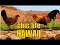 WHY DOES HAWAII HAVE SO MANY WILD CHICKENS????