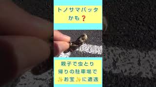 「トノサマバッタかも❓」親子で虫とり、帰りの駐車場でゲットだぜ✌ #shorts #親子で虫とり #虫取り #むしとり #昆虫 #昆虫採集 #昆虫観察 #バッタ #トノサマバッタ