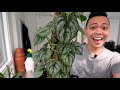 philodendron brandtianum care tips houseplants a z