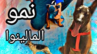 مراحل نمو كلب مالينوا من شهر حتى العام 🐕‍🦺_بي صور واضحا