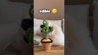 🌵Dancing Cactus Takes Over :Hilarious Dog & Cat Reactions! 🐱🐶 #shorts #funny #dancingcactus