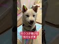 妹犬なぎは、ハウスが大嫌い！　 shiba shibadog 柴犬のいる暮らし 柴犬 癒し 怒る犬 愛犬 柴犬多頭飼い