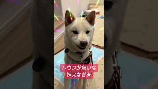 妹犬なぎは、ハウスが大嫌い！　#shiba #shibadog #柴犬のいる暮らし #柴犬 #癒し #怒る犬 #愛犬 #柴犬多頭飼い