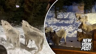 Wild video shows howling pack of 9 wolves surrounding NJ couple’s cabin while on vacation