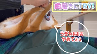 【豆柴】歯磨きを初めてやってみたら...意外と慣れる豆柴が可愛い