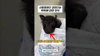 에? 박쥐는 정말로 해로운 동물일까?