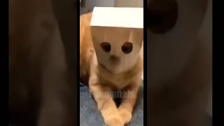 😂funny animal videos that i found for you #41😂