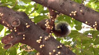 校園致力綠化環境　臺灣保育類猛禽鳳頭蒼鷹現蹤成大