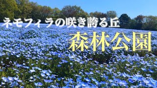 ネモフィラの咲き誇る丘 森林公園