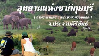 รีวิวชมช้างป่า อช.กุยบุรี ชมถ้ำพระยานคร อช.เขาสามร้อยยอด จ.ประจวบฯ | อาสาพาไปเลาะ : asapapailor