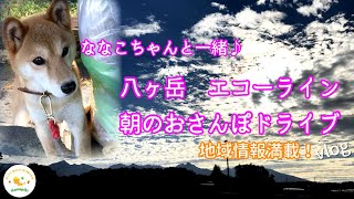 【信州エコーライン　八ヶ岳自然文化園目指して朝んぽ\u0026ドライブ】ななこちゃんと秋晴れの下、プチドライブ！信州八ヶ岳山麓エコーライン沿いのアレコレをご紹介します！