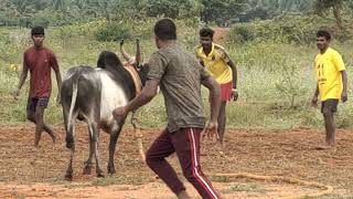 Theni  kottur palakkuvadi jallikattu video...