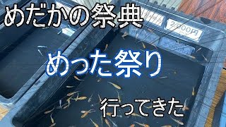 めだかの祭典めった祭り に行ってきた