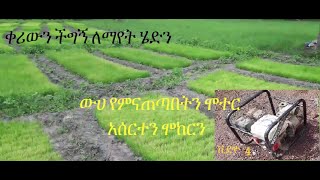 የሽንኩርት አተካከል እና አስተዳደግ በኢትዮጵያ/growing onions in Ethiopia