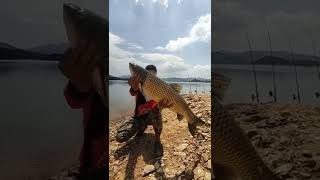 Amazing fishing | Catching Catfish & Giant Snakehead | Skills Fishing Exciting #Shorts | Ep 458