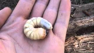 HUGE longhorn beetle larva - asian longhorn beetle - CTnaturalist Online