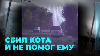 Автомобилист сбил кота и не помог ему