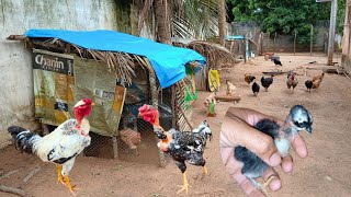 🔴 Gastando dinheiro com a criação de galinhas caipira para salvar da bouba e + nascimentos 😯🐓🐔🐥😱