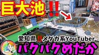 愛知県‼️お庭に巨大池があるメダカ専門店！YouTuberパクパクめだかにオアシスめだかと訪問です！ドラゴンブルー.安らぎAQUAちゃんねる