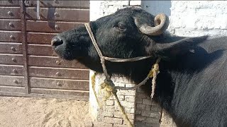 Buffalo sound voice / bhains ki awaaz