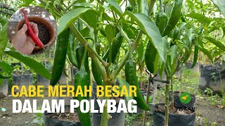 Cara Mudah Budidaya Cabe Merah Besar dalam Polybag