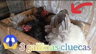 3 GALLINAS cluecas al mismo tiempo😱 no podrán tener pollitos 😭 | Mariana Mai