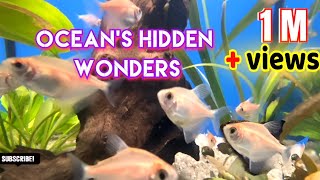 Ocean's Hidden Wonders : Underwater videography | Relaxation video | Ocean's Exploration | Film 🎬